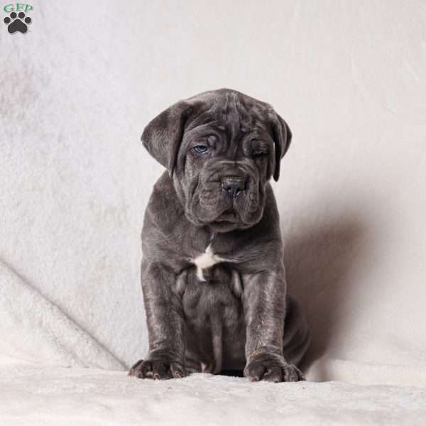 Gordo, Cane Corso Puppy